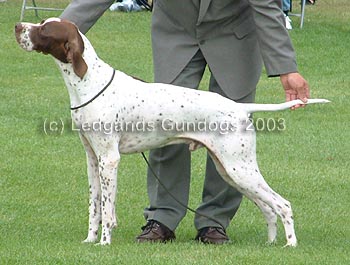 Limit Dog